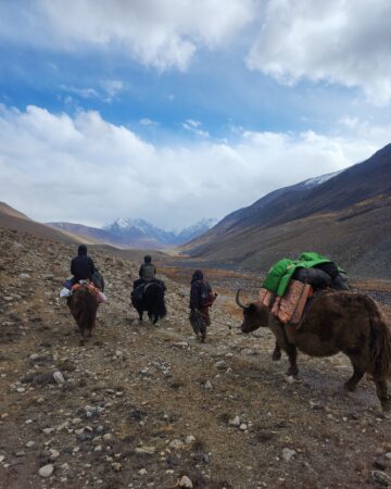 Yak Riding ( Yak Experience)